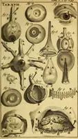 An illustration from Steph. Blancardi Anatomia reformata, sive, Concinna corporis humani : dissectio, ad neotericorum mentem adornata, plurimisque tabulis chalcographicis illustrata : accedit ejusdem authoris be balsamatione, nova methodus, à nemine antehac hoc modo descripta (1687)