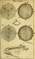 An illustration from Steph. Blancardi Anatomia reformata, sive, Concinna corporis humani : dissectio, ad neotericorum mentem adornata, plurimisque tabulis chalcographicis illustrata : accedit ejusdem authoris be balsamatione, nova methodus, à nemine antehac hoc modo descripta (1687)