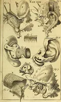 An illustration from Steph. Blancardi Anatomia reformata, sive, Concinna corporis humani : dissectio, ad neotericorum mentem adornata, plurimisque tabulis chalcographicis illustrata : accedit ejusdem authoris be balsamatione, nova methodus, à nemine antehac hoc modo descripta (1687)