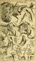 An illustration from Steph. Blancardi Anatomia reformata, sive, Concinna corporis humani : dissectio, ad neotericorum mentem adornata, plurimisque tabulis chalcographicis illustrata : accedit ejusdem authoris be balsamatione, nova methodus, à nemine antehac hoc modo descripta (1687)