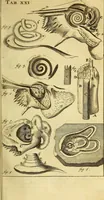 An illustration from Steph. Blancardi Anatomia reformata, sive, Concinna corporis humani : dissectio, ad neotericorum mentem adornata, plurimisque tabulis chalcographicis illustrata : accedit ejusdem authoris be balsamatione, nova methodus, à nemine antehac hoc modo descripta (1687)
