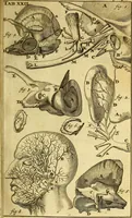 An illustration from Steph. Blancardi Anatomia reformata, sive, Concinna corporis humani : dissectio, ad neotericorum mentem adornata, plurimisque tabulis chalcographicis illustrata : accedit ejusdem authoris be balsamatione, nova methodus, à nemine antehac hoc modo descripta (1687)