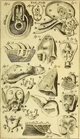 An illustration from Steph. Blancardi Anatomia reformata, sive, Concinna corporis humani : dissectio, ad neotericorum mentem adornata, plurimisque tabulis chalcographicis illustrata : accedit ejusdem authoris be balsamatione, nova methodus, à nemine antehac hoc modo descripta (1687)