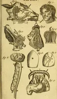 An illustration from Steph. Blancardi Anatomia reformata, sive, Concinna corporis humani : dissectio, ad neotericorum mentem adornata, plurimisque tabulis chalcographicis illustrata : accedit ejusdem authoris be balsamatione, nova methodus, à nemine antehac hoc modo descripta (1687)