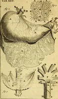 An illustration from Steph. Blancardi Anatomia reformata, sive, Concinna corporis humani : dissectio, ad neotericorum mentem adornata, plurimisque tabulis chalcographicis illustrata : accedit ejusdem authoris be balsamatione, nova methodus, à nemine antehac hoc modo descripta (1687)