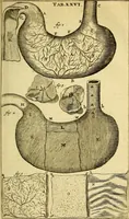 An illustration from Steph. Blancardi Anatomia reformata, sive, Concinna corporis humani : dissectio, ad neotericorum mentem adornata, plurimisque tabulis chalcographicis illustrata : accedit ejusdem authoris be balsamatione, nova methodus, à nemine antehac hoc modo descripta (1687)