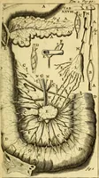 An illustration from Steph. Blancardi Anatomia reformata, sive, Concinna corporis humani : dissectio, ad neotericorum mentem adornata, plurimisque tabulis chalcographicis illustrata : accedit ejusdem authoris be balsamatione, nova methodus, à nemine antehac hoc modo descripta (1687)