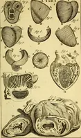 An illustration from Steph. Blancardi Anatomia reformata, sive, Concinna corporis humani : dissectio, ad neotericorum mentem adornata, plurimisque tabulis chalcographicis illustrata : accedit ejusdem authoris be balsamatione, nova methodus, à nemine antehac hoc modo descripta (1687)