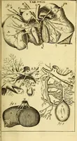 An illustration from Steph. Blancardi Anatomia reformata, sive, Concinna corporis humani : dissectio, ad neotericorum mentem adornata, plurimisque tabulis chalcographicis illustrata : accedit ejusdem authoris be balsamatione, nova methodus, à nemine antehac hoc modo descripta (1687)