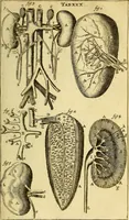 An illustration from Steph. Blancardi Anatomia reformata, sive, Concinna corporis humani : dissectio, ad neotericorum mentem adornata, plurimisque tabulis chalcographicis illustrata : accedit ejusdem authoris be balsamatione, nova methodus, à nemine antehac hoc modo descripta (1687)