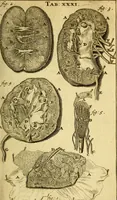 An illustration from Steph. Blancardi Anatomia reformata, sive, Concinna corporis humani : dissectio, ad neotericorum mentem adornata, plurimisque tabulis chalcographicis illustrata : accedit ejusdem authoris be balsamatione, nova methodus, à nemine antehac hoc modo descripta (1687)