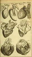 An illustration from Steph. Blancardi Anatomia reformata, sive, Concinna corporis humani : dissectio, ad neotericorum mentem adornata, plurimisque tabulis chalcographicis illustrata : accedit ejusdem authoris be balsamatione, nova methodus, à nemine antehac hoc modo descripta (1687)