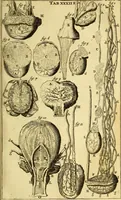 An illustration from Steph. Blancardi Anatomia reformata, sive, Concinna corporis humani : dissectio, ad neotericorum mentem adornata, plurimisque tabulis chalcographicis illustrata : accedit ejusdem authoris be balsamatione, nova methodus, à nemine antehac hoc modo descripta (1687)