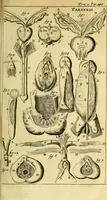 An illustration from Steph. Blancardi Anatomia reformata, sive, Concinna corporis humani : dissectio, ad neotericorum mentem adornata, plurimisque tabulis chalcographicis illustrata : accedit ejusdem authoris be balsamatione, nova methodus, à nemine antehac hoc modo descripta (1687)