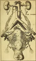 An illustration from Steph. Blancardi Anatomia reformata, sive, Concinna corporis humani : dissectio, ad neotericorum mentem adornata, plurimisque tabulis chalcographicis illustrata : accedit ejusdem authoris be balsamatione, nova methodus, à nemine antehac hoc modo descripta (1687)