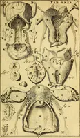An illustration from Steph. Blancardi Anatomia reformata, sive, Concinna corporis humani : dissectio, ad neotericorum mentem adornata, plurimisque tabulis chalcographicis illustrata : accedit ejusdem authoris be balsamatione, nova methodus, à nemine antehac hoc modo descripta (1687)