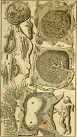 An illustration from Steph. Blancardi Anatomia reformata, sive, Concinna corporis humani : dissectio, ad neotericorum mentem adornata, plurimisque tabulis chalcographicis illustrata : accedit ejusdem authoris be balsamatione, nova methodus, à nemine antehac hoc modo descripta (1687)