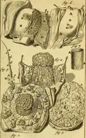 An illustration from Steph. Blancardi Anatomia reformata, sive, Concinna corporis humani : dissectio, ad neotericorum mentem adornata, plurimisque tabulis chalcographicis illustrata : accedit ejusdem authoris be balsamatione, nova methodus, à nemine antehac hoc modo descripta (1687)
