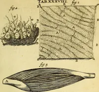 Picture 46 of 63 from Steph. Blancardi Anatomia reformata, sive, Concinna corporis humani : dissectio, ad neotericorum mentem adornata, plurimisque tabulis chalcographicis illustrata : accedit ejusdem authoris be balsamatione, nova methodus, à nemine antehac hoc modo descripta (1687), leaf 606