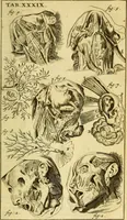 An illustration from Steph. Blancardi Anatomia reformata, sive, Concinna corporis humani : dissectio, ad neotericorum mentem adornata, plurimisque tabulis chalcographicis illustrata : accedit ejusdem authoris be balsamatione, nova methodus, à nemine antehac hoc modo descripta (1687)