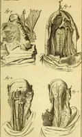 An illustration from Steph. Blancardi Anatomia reformata, sive, Concinna corporis humani : dissectio, ad neotericorum mentem adornata, plurimisque tabulis chalcographicis illustrata : accedit ejusdem authoris be balsamatione, nova methodus, à nemine antehac hoc modo descripta (1687)