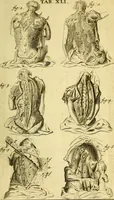An illustration from Steph. Blancardi Anatomia reformata, sive, Concinna corporis humani : dissectio, ad neotericorum mentem adornata, plurimisque tabulis chalcographicis illustrata : accedit ejusdem authoris be balsamatione, nova methodus, à nemine antehac hoc modo descripta (1687)