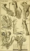 Picture 51 of 63 from Steph. Blancardi Anatomia reformata, sive, Concinna corporis humani : dissectio, ad neotericorum mentem adornata, plurimisque tabulis chalcographicis illustrata : accedit ejusdem authoris be balsamatione, nova methodus, à nemine antehac hoc modo descripta (1687), leaf 640