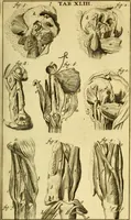 An illustration from Steph. Blancardi Anatomia reformata, sive, Concinna corporis humani : dissectio, ad neotericorum mentem adornata, plurimisque tabulis chalcographicis illustrata : accedit ejusdem authoris be balsamatione, nova methodus, à nemine antehac hoc modo descripta (1687)