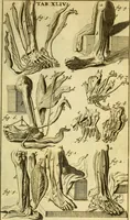 An illustration from Steph. Blancardi Anatomia reformata, sive, Concinna corporis humani : dissectio, ad neotericorum mentem adornata, plurimisque tabulis chalcographicis illustrata : accedit ejusdem authoris be balsamatione, nova methodus, à nemine antehac hoc modo descripta (1687)