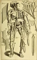 An illustration from Steph. Blancardi Anatomia reformata, sive, Concinna corporis humani : dissectio, ad neotericorum mentem adornata, plurimisque tabulis chalcographicis illustrata : accedit ejusdem authoris be balsamatione, nova methodus, à nemine antehac hoc modo descripta (1687)