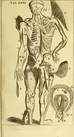 An illustration from Steph. Blancardi Anatomia reformata, sive, Concinna corporis humani : dissectio, ad neotericorum mentem adornata, plurimisque tabulis chalcographicis illustrata : accedit ejusdem authoris be balsamatione, nova methodus, à nemine antehac hoc modo descripta (1687)