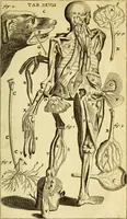 An illustration from Steph. Blancardi Anatomia reformata, sive, Concinna corporis humani : dissectio, ad neotericorum mentem adornata, plurimisque tabulis chalcographicis illustrata : accedit ejusdem authoris be balsamatione, nova methodus, à nemine antehac hoc modo descripta (1687)
