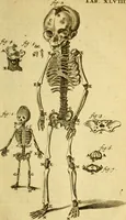 An illustration from Steph. Blancardi Anatomia reformata, sive, Concinna corporis humani : dissectio, ad neotericorum mentem adornata, plurimisque tabulis chalcographicis illustrata : accedit ejusdem authoris be balsamatione, nova methodus, à nemine antehac hoc modo descripta (1687)