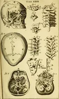 An illustration from Steph. Blancardi Anatomia reformata, sive, Concinna corporis humani : dissectio, ad neotericorum mentem adornata, plurimisque tabulis chalcographicis illustrata : accedit ejusdem authoris be balsamatione, nova methodus, à nemine antehac hoc modo descripta (1687)