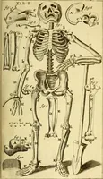 Picture 59 of 63 from Steph. Blancardi Anatomia reformata, sive, Concinna corporis humani : dissectio, ad neotericorum mentem adornata, plurimisque tabulis chalcographicis illustrata : accedit ejusdem authoris be balsamatione, nova methodus, à nemine antehac hoc modo descripta (1687), leaf 708