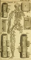 An illustration from Steph. Blancardi Anatomia reformata, sive, Concinna corporis humani : dissectio, ad neotericorum mentem adornata, plurimisque tabulis chalcographicis illustrata : accedit ejusdem authoris be balsamatione, nova methodus, à nemine antehac hoc modo descripta (1687)