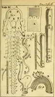 An illustration from Steph. Blancardi Anatomia reformata, sive, Concinna corporis humani : dissectio, ad neotericorum mentem adornata, plurimisque tabulis chalcographicis illustrata : accedit ejusdem authoris be balsamatione, nova methodus, à nemine antehac hoc modo descripta (1687)