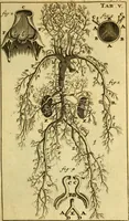 An illustration from Steph. Blancardi Anatomia reformata, sive, Concinna corporis humani : dissectio, ad neotericorum mentem adornata, plurimisque tabulis chalcographicis illustrata : accedit ejusdem authoris be balsamatione, nova methodus, à nemine antehac hoc modo descripta (1687)