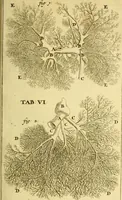 An illustration from Steph. Blancardi Anatomia reformata, sive, Concinna corporis humani : dissectio, ad neotericorum mentem adornata, plurimisque tabulis chalcographicis illustrata : accedit ejusdem authoris be balsamatione, nova methodus, à nemine antehac hoc modo descripta (1687)