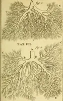 An illustration from Steph. Blancardi Anatomia reformata, sive, Concinna corporis humani : dissectio, ad neotericorum mentem adornata, plurimisque tabulis chalcographicis illustrata : accedit ejusdem authoris be balsamatione, nova methodus, à nemine antehac hoc modo descripta (1687)