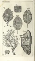An illustration from Steph. Blancardi Anatomia reformata, sive, Concinna corporis humani dissectio, ad neotericorum mentem adornata ... : accedit ejusdem authoris De balsamatione nova methodus, à nemine antehac similiter descripta (1695)