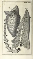 An illustration from Steph. Blancardi Anatomia reformata, sive, Concinna corporis humani dissectio, ad neotericorum mentem adornata ... : accedit ejusdem authoris De balsamatione nova methodus, à nemine antehac similiter descripta (1695)