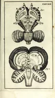 An illustration from Steph. Blancardi Anatomia reformata, sive, Concinna corporis humani dissectio, ad neotericorum mentem adornata ... : accedit ejusdem authoris De balsamatione nova methodus, à nemine antehac similiter descripta (1695)