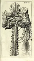 An illustration from Steph. Blancardi Anatomia reformata, sive, Concinna corporis humani dissectio, ad neotericorum mentem adornata ... : accedit ejusdem authoris De balsamatione nova methodus, à nemine antehac similiter descripta (1695)