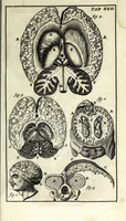 An illustration from Steph. Blancardi Anatomia reformata, sive, Concinna corporis humani dissectio, ad neotericorum mentem adornata ... : accedit ejusdem authoris De balsamatione nova methodus, à nemine antehac similiter descripta (1695)