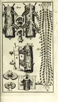 An illustration from Steph. Blancardi Anatomia reformata, sive, Concinna corporis humani dissectio, ad neotericorum mentem adornata ... : accedit ejusdem authoris De balsamatione nova methodus, à nemine antehac similiter descripta (1695)