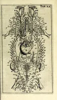 An illustration from Steph. Blancardi Anatomia reformata, sive, Concinna corporis humani dissectio, ad neotericorum mentem adornata ... : accedit ejusdem authoris De balsamatione nova methodus, à nemine antehac similiter descripta (1695)