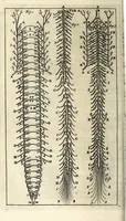 An illustration from Steph. Blancardi Anatomia reformata, sive, Concinna corporis humani dissectio, ad neotericorum mentem adornata ... : accedit ejusdem authoris De balsamatione nova methodus, à nemine antehac similiter descripta (1695)