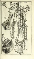 Picture 15 of 37 from Steph. Blancardi Anatomia reformata, sive, Concinna corporis humani dissectio, ad neotericorum mentem adornata ... : accedit ejusdem authoris De balsamatione nova methodus, à nemine antehac similiter descripta (1695), leaf 359