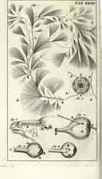 An illustration from Steph. Blancardi Anatomia reformata, sive, Concinna corporis humani dissectio, ad neotericorum mentem adornata ... : accedit ejusdem authoris De balsamatione nova methodus, à nemine antehac similiter descripta (1695)